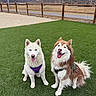 Thor Stormy joined the competition — help win amazing prizes! artificial_turf, border_collie, canine, dogs, fence, fluffy, grass, happy, harnesses, husky, landscape, leashes, mountains, outdoor, park, portrait, rustic, sitting, snowy_mountains, tongues_out