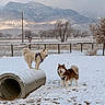 Thor Stormy joined the competition — help win amazing prizes! animal, brown_dog, concrete_pipe, dog, dogs, fence, fluffy, harness, landscape, mountains, nature, outdoor, snow, snowy_field, standing, trees, utility_lines, white_dog, winter, yard