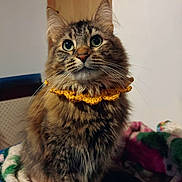 Kitty is registered to the contest to win money with this photo: cat, tabby_cat, fluffy, longhaired, pet, animal, portrait, indoors, bed, blanket, blue_bed, golden_collar, ruffle, whiskers, green_eyes, ears, sitting, cozy, colorful, cute
