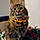 Kitty