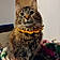 Kitty