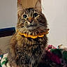 cat, tabby_cat, fluffy, longhaired, pet, animal, portrait, indoors, bed, blanket, blue_bed, golden_collar, ruffle, whiskers, green_eyes, ears, sitting, cozy, colorful, cute