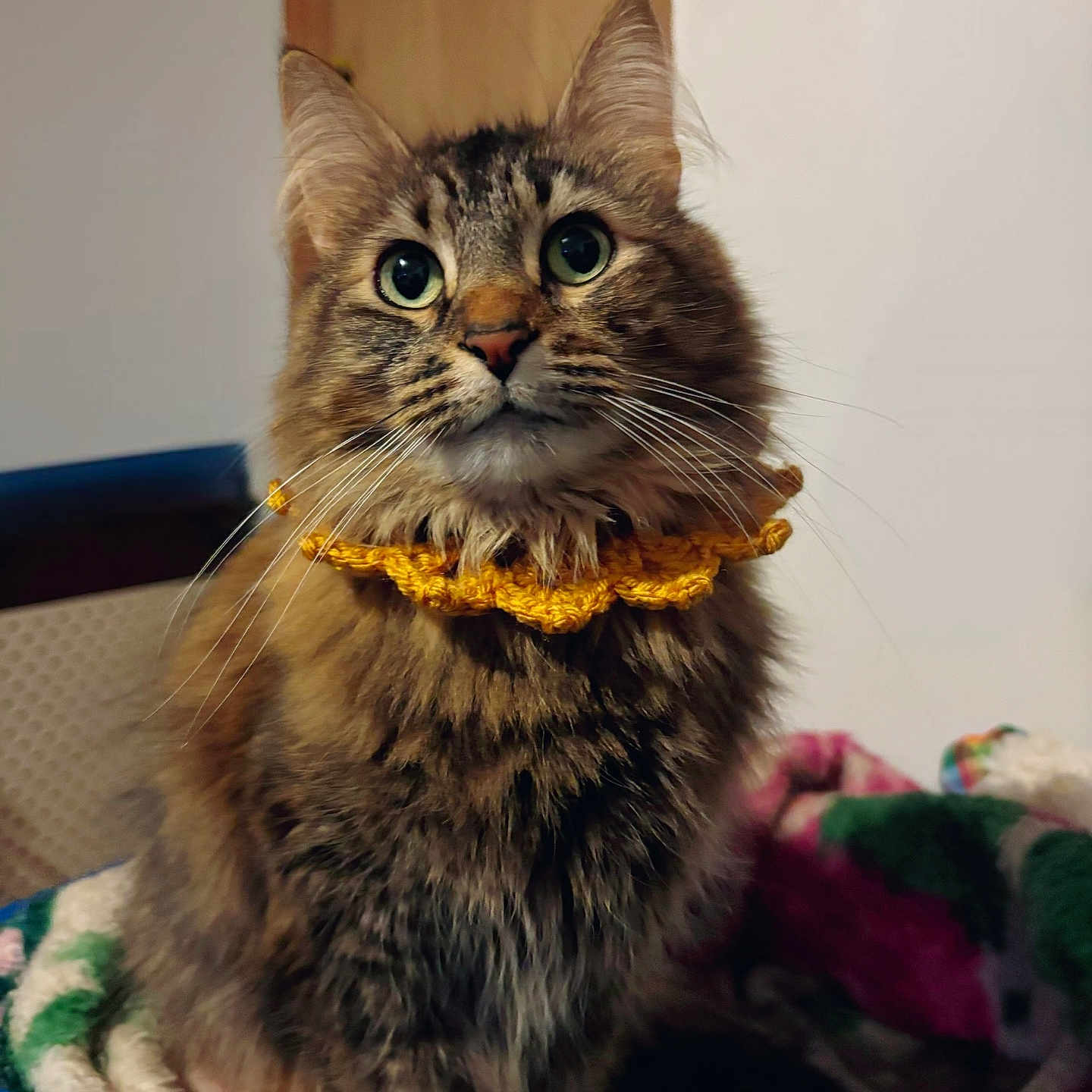 Kitty is registered to the contest to win money with this photo: cat, tabby_cat, fluffy, longhaired, pet, animal, portrait, indoors, bed, blanket, blue_bed, golden_collar, ruffle, whiskers, green_eyes, ears, sitting, cozy, colorful, cute