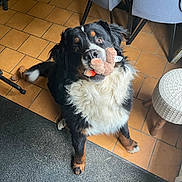 Touffu a rejoint le concours — aidez-le/la à gagner de superbes lots ! dog, bernese_mountain_dog, stuffed_toy, indoor, tile_floor, carpet, furniture, chair, stool, pet, animal, black_fur, white_fur, brown_fur, looking_up, playful, cute, sitting, ears, tail