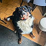 dog, bernese_mountain_dog, stuffed_toy, indoor, tile_floor, carpet, furniture, chair, stool, pet, animal, black_fur, white_fur, brown_fur, looking_up, playful, cute, sitting, ears, tail