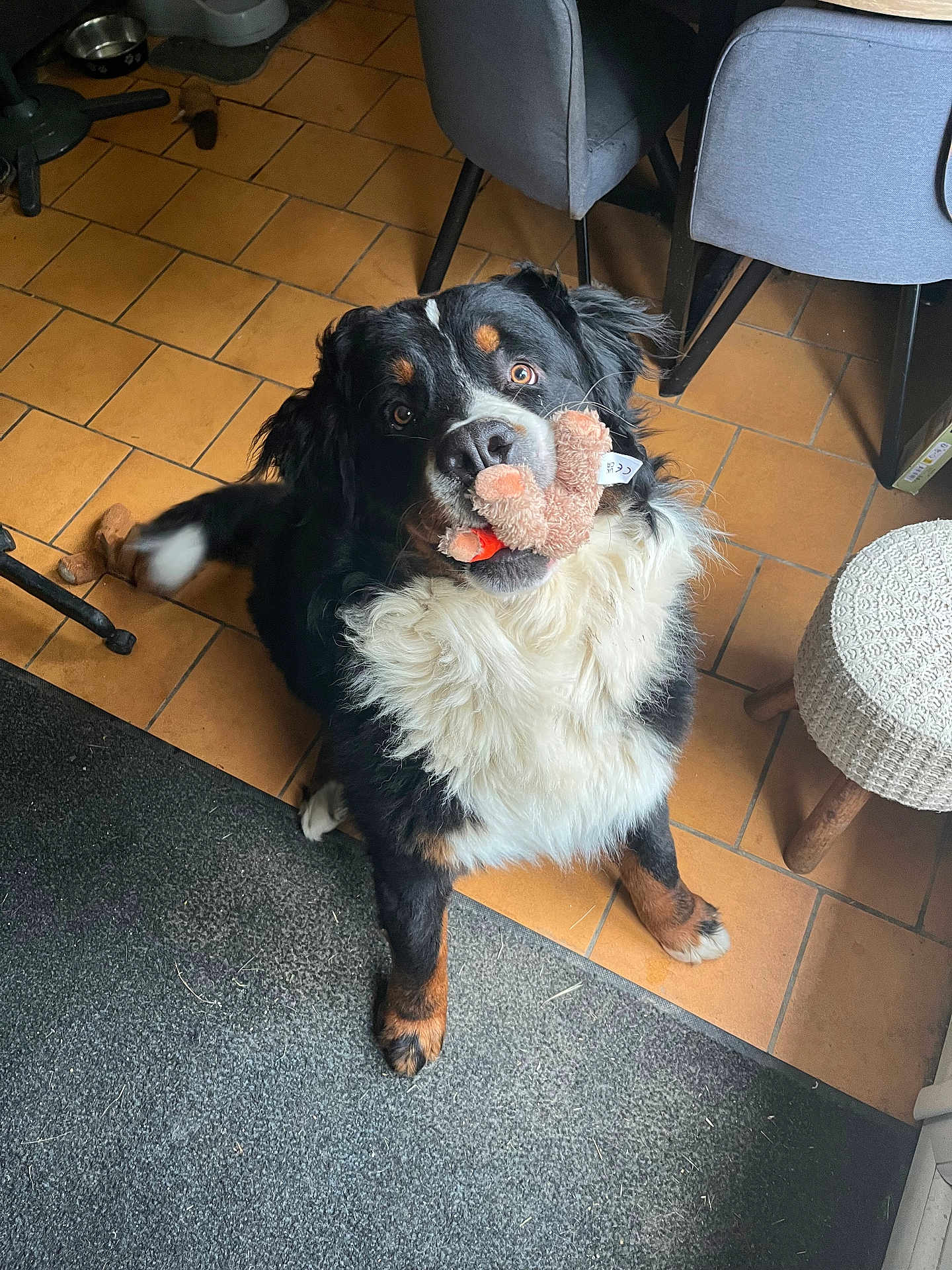 Touffu a rejoint le concours — aidez-le/la à gagner de superbes lots ! dog, bernese_mountain_dog, stuffed_toy, indoor, tile_floor, carpet, furniture, chair, stool, pet, animal, black_fur, white_fur, brown_fur, looking_up, playful, cute, sitting, ears, tail