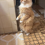 Frankie is registered to the contest to win money with this photo: cat, ginger_cat, fluffy, standing, bathroom, tiles, rug, indoor, pet, fur, whiskers, curious, floor, animal, mammal, domestic, four_legs, tail, ears, cute