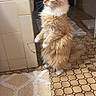 cat, ginger_cat, fluffy, standing, bathroom, tiles, rug, indoor, pet, fur, whiskers, curious, floor, animal, mammal, domestic, four_legs, tail, ears, cute