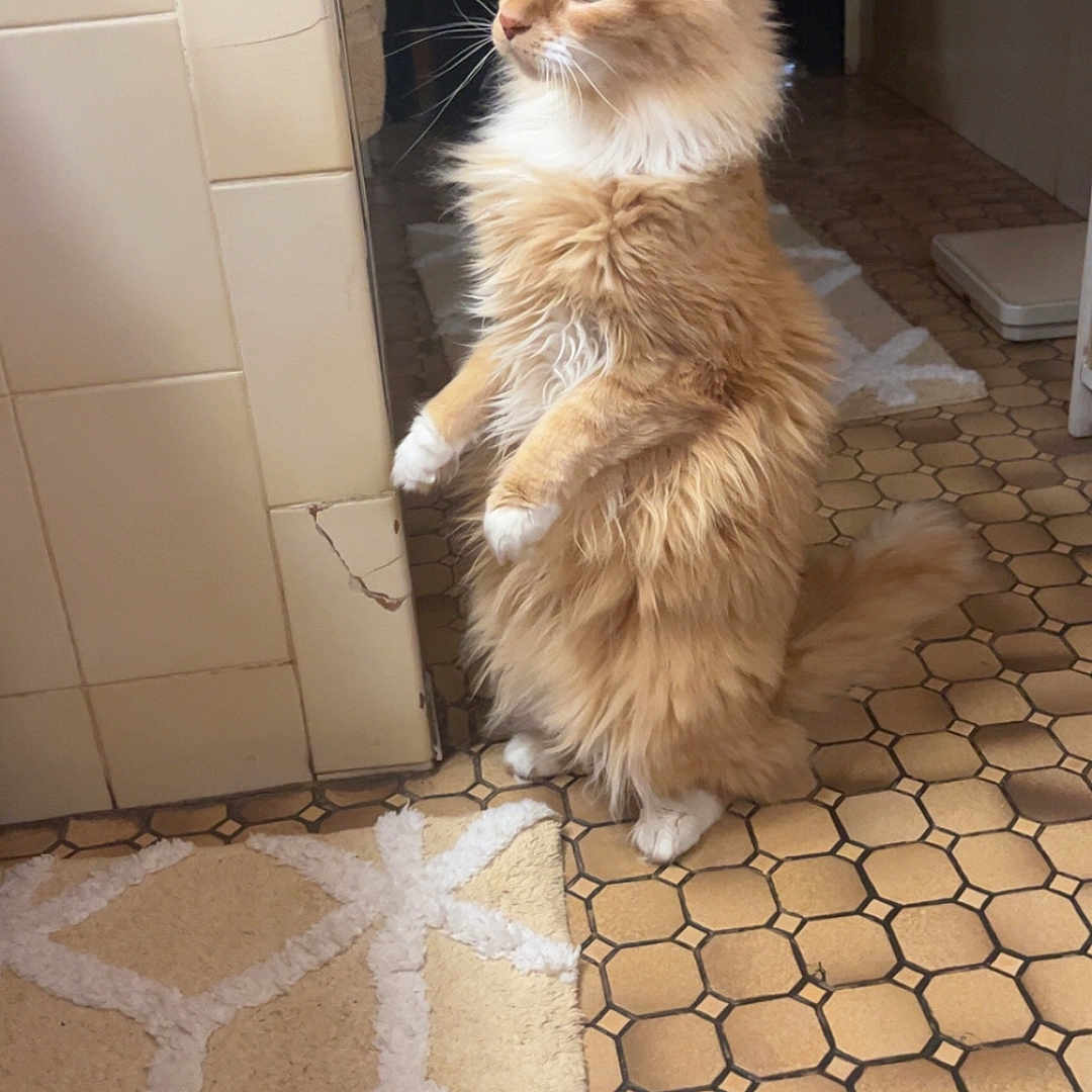 Frankie