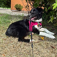 Lilly is registered to the contest to win money with this photo: dog, black_and_white, harness, leash, grass, bushes, brick_wall, outdoor, pet, canine, animal, nature, sunlight, happy, resting, side_view, collar, tag, summer, domestic_animal