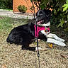 dog, black_and_white, harness, leash, grass, bushes, brick_wall, outdoor, pet, canine, animal, nature, sunlight, happy, resting, side_view, collar, tag, summer, domestic_animal