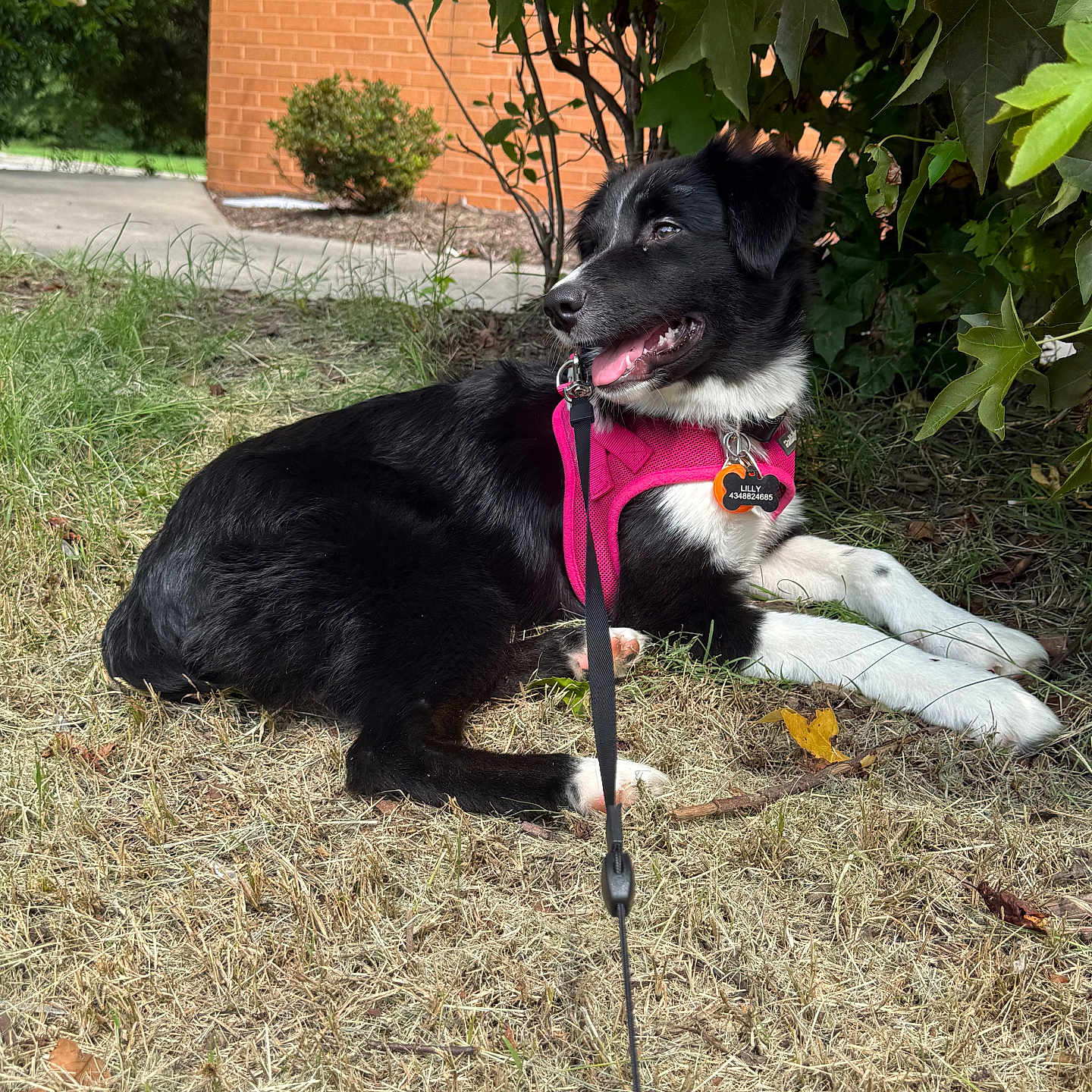 Lilly
