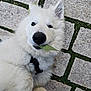 dog, white_dog, fluffy, leaf, stone_pavement, grass, outdoor, pet, playful, lying_down, canine, close_up, fur, animal, nature, cute, young_dog, collar, daylight, looking_at_camera