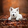 Valter a rejoint le concours — aidez-le/la à gagner de superbes lots ! dog, white_dog, autumn, leaves, forest, log, nature, animal, outdoor, fur, pet, cute, lying_down, bokeh, brown, fall, canine, mammal, portrait, calm