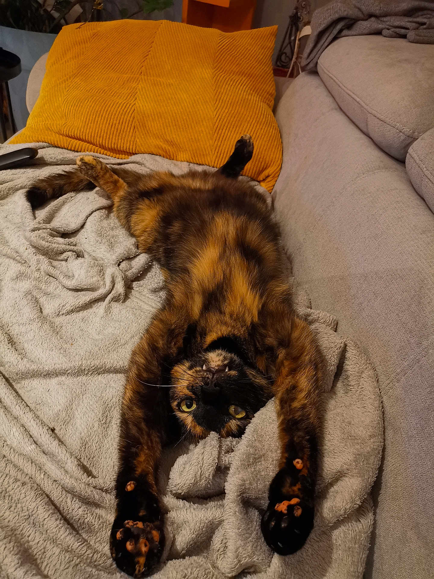 Fifi