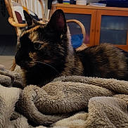 Fifi participe au concours pour gagner de l'argent avec cette photo : animal, blanket, cabinet, cat, cozy, cushion, domestic, floor_tiles, fur, furniture, indoor, living_room, pet, relaxed, side_view, soft_lighting, table, tortoiseshell, whiskers, wooden_chair