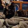 animal, blanket, cabinet, cat, cozy, cushion, domestic, floor_tiles, fur, furniture, indoor, living_room, pet, relaxed, side_view, soft_lighting, table, tortoiseshell, whiskers, wooden_chair