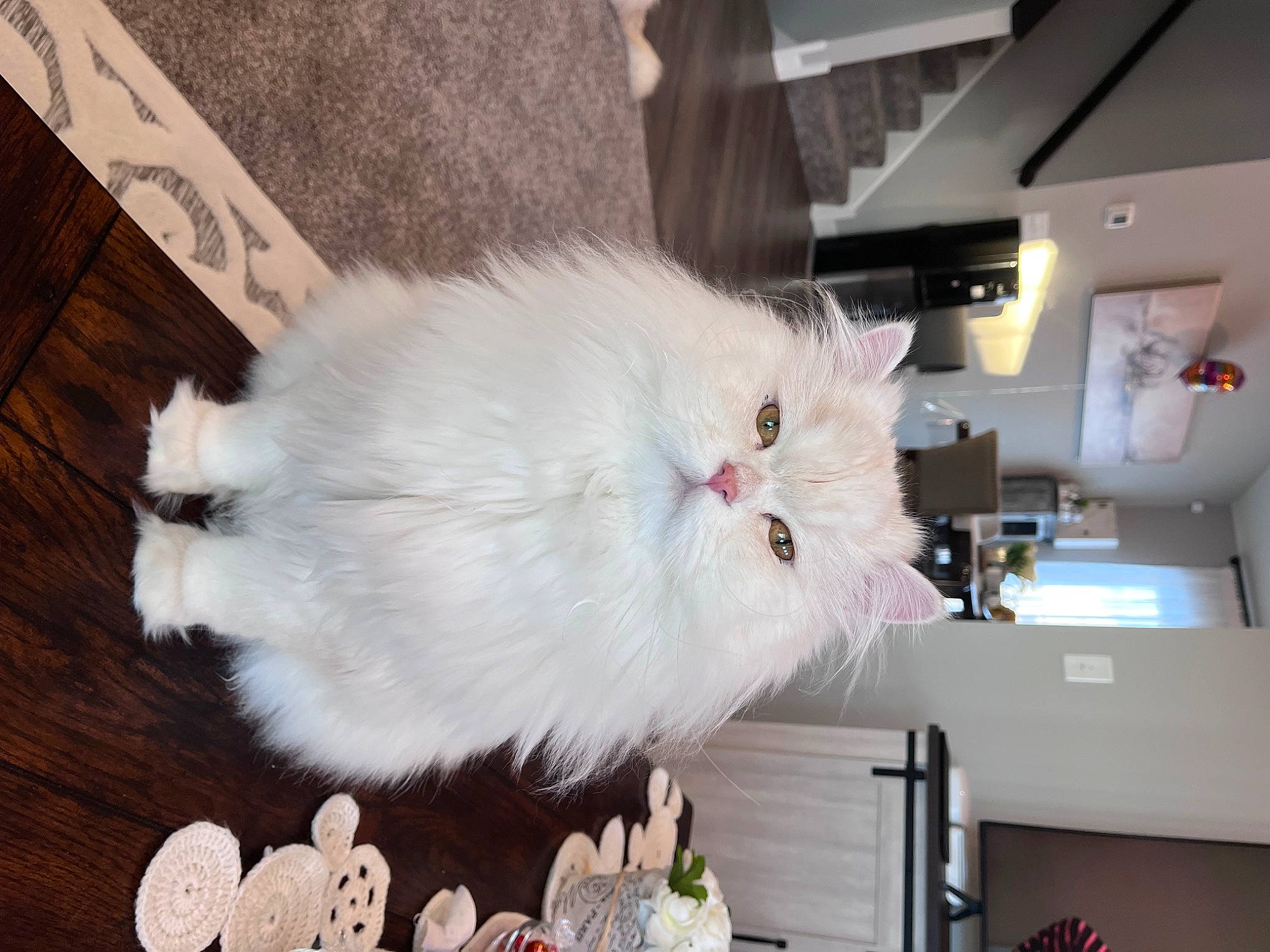 Leo is registered to the contest to win money with this photo: cat, felidae, fur, hardwood, plant, small_to_medium_sized_cats, tail, whiskers, wood