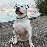 Snow a rejoint le concours — aidez-le/la à gagner de superbes lots ! dog, white_dog, sitting, portrait, outdoors, lake, fountain, water, park, nature, trees, lakeside, chain_collar, leash, short_hair, large_dog, serious_expression, pet, animal, daylight