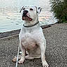 dog, white_dog, sitting, portrait, outdoors, lake, fountain, water, park, nature, trees, lakeside, chain_collar, leash, short_hair, large_dog, serious_expression, pet, animal, daylight