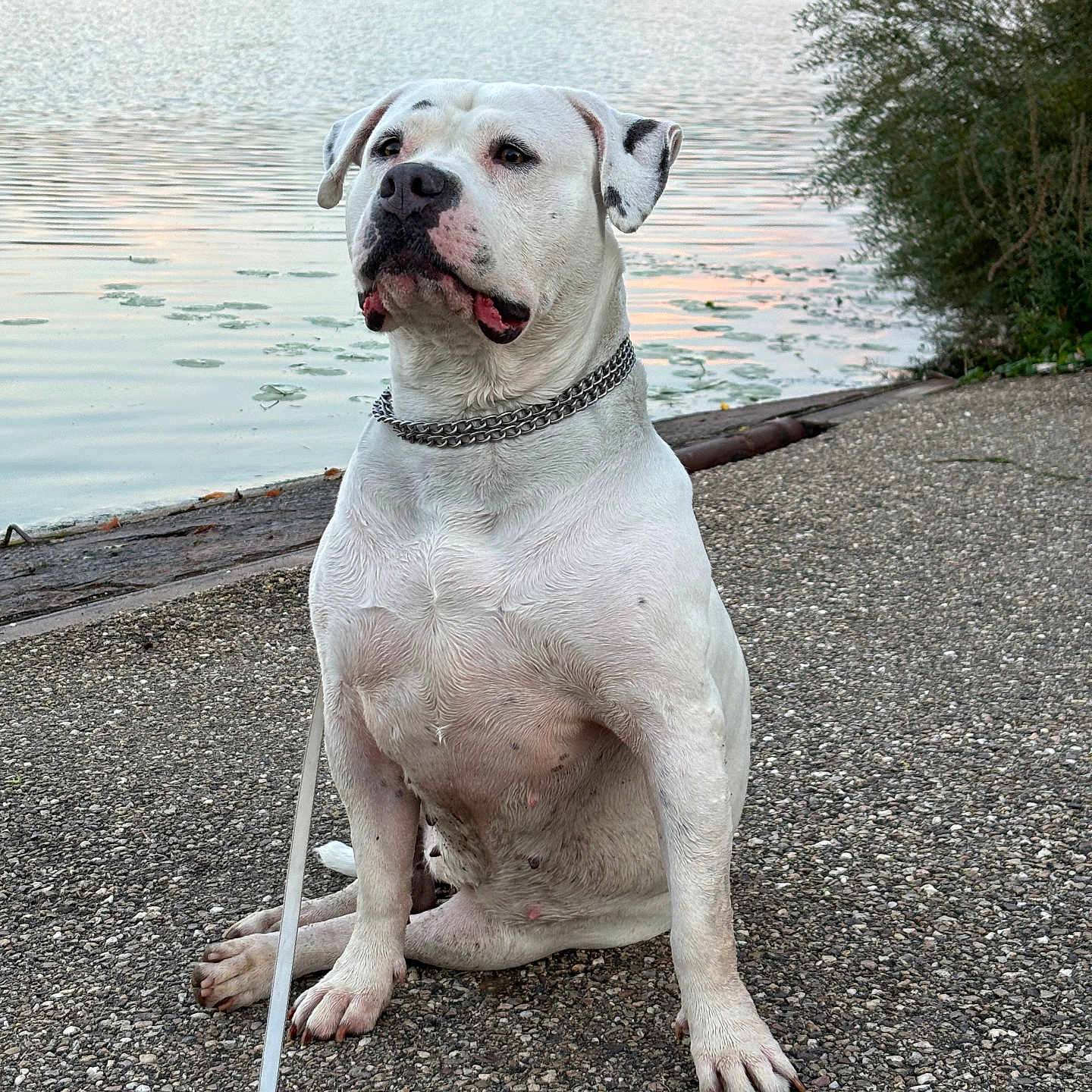 Snow a rejoint le concours — aidez-le/la à gagner de superbes lots ! dog, white_dog, sitting, portrait, outdoors, lake, fountain, water, park, nature, trees, lakeside, chain_collar, leash, short_hair, large_dog, serious_expression, pet, animal, daylight
