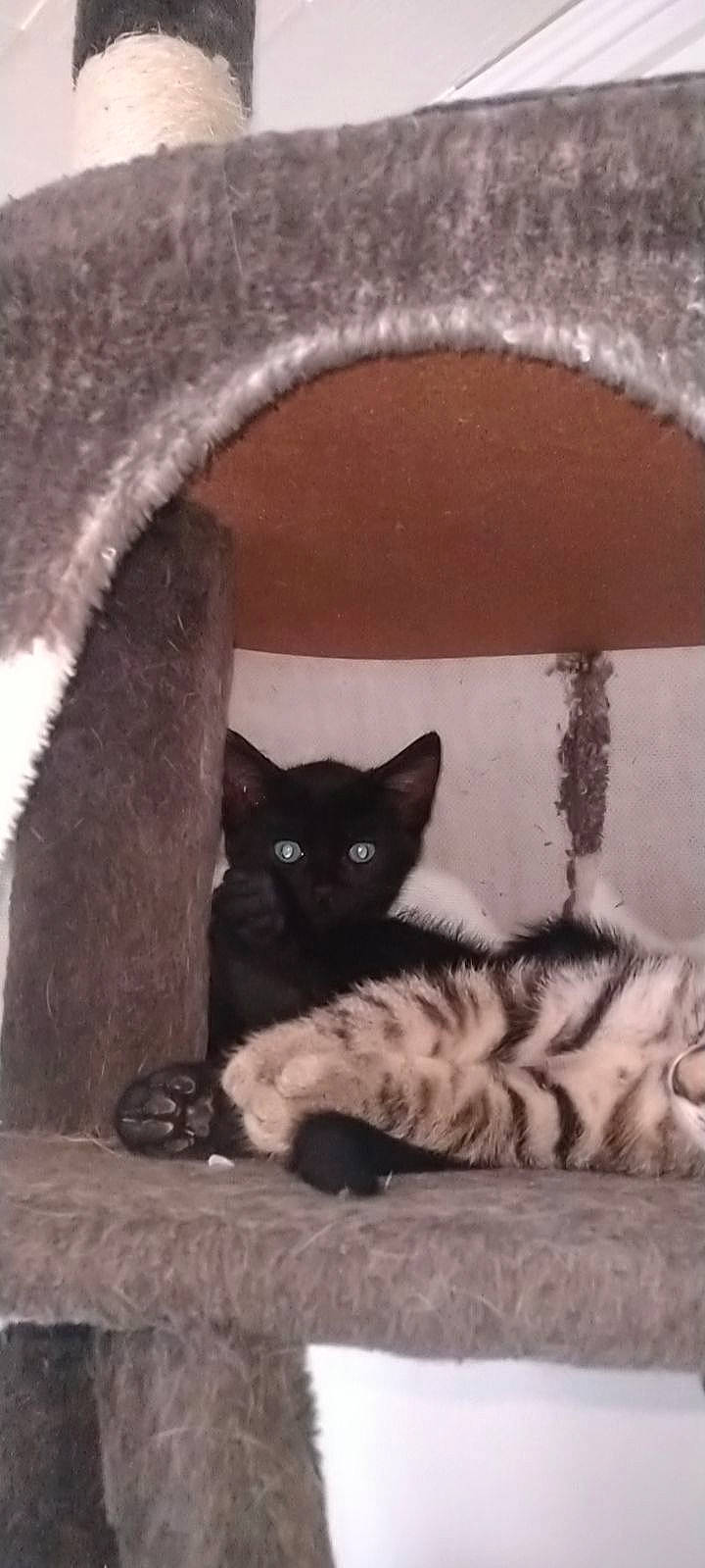 Pheeby a rejoint le concours — aidez-le/la à gagner de superbes lots ! american_shorthair, asian, black_cat, bombay, british_shorthair, carnivore, cat, cat_bed, domestic_short_haired_cat, european_shorthair, felidae, german_rex, kitten, mammal, polydactyl_cat, small_to_medium_sized_cats, snout, tail, vertebrate, whiskers