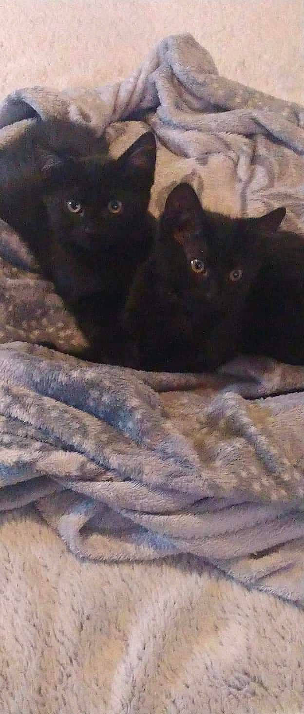 Pheeby a rejoint le concours — aidez-le/la à gagner de superbes lots ! asian, black_cat, bombay, british_shorthair, burmese, carnivore, cat, chartreux, domestic_short_haired_cat, felidae, kitten, korat, mammal, small_to_medium_sized_cats, whiskers