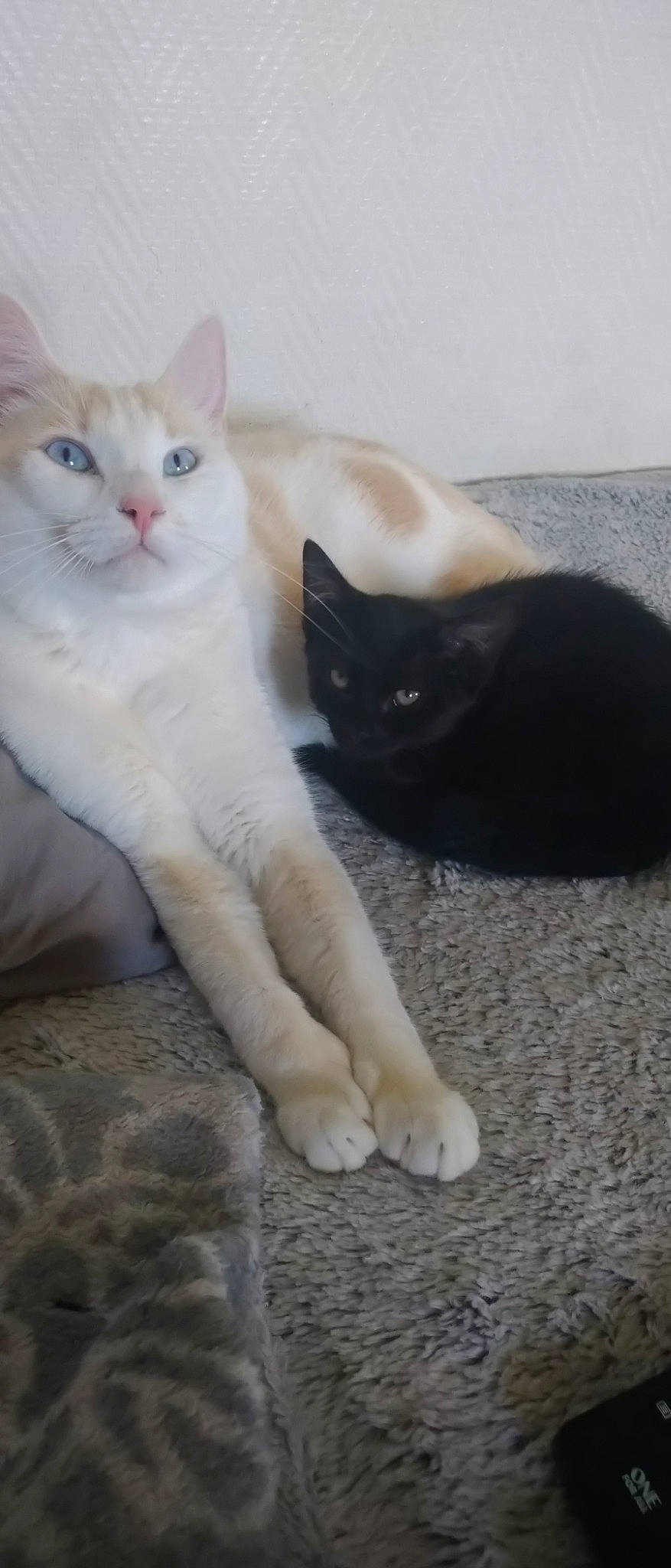 Pheeby a rejoint le concours — aidez-le/la à gagner de superbes lots ! aegean_cat, american_wirehair, british_shorthair, carnivore, cat, domestic_short_haired_cat, european_shorthair, felidae, fur, khao_manee, kitten, leg, mammal, ojos_azules, paw, polydactyl_cat, small_to_medium_sized_cats, tail, turkish_angora, whiskers