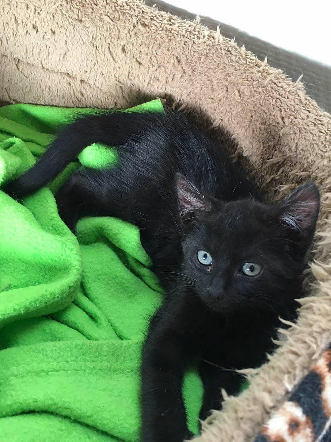 Pheeby a rejoint le concours — aidez-le/la à gagner de superbes lots ! black, black_cat, bombay, carnivore, cat, domestic_short_haired_cat, felidae, german_rex, kitten, korat, mammal, nebelung, small_to_medium_sized_cats, vertebrate, whiskers