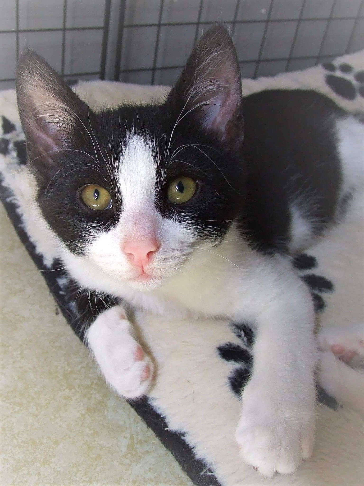 Poggy a rejoint le concours — aidez-le/la à gagner de superbes lots ! aegean_cat, american_wirehair, black_and_white, carnivore, cat, domestic_short_haired_cat, european_shorthair, eye, felidae, german_rex, japanese_bobtail, kitten, mammal, polydactyl_cat, small_to_medium_sized_cats, snout, vertebrate, whiskers