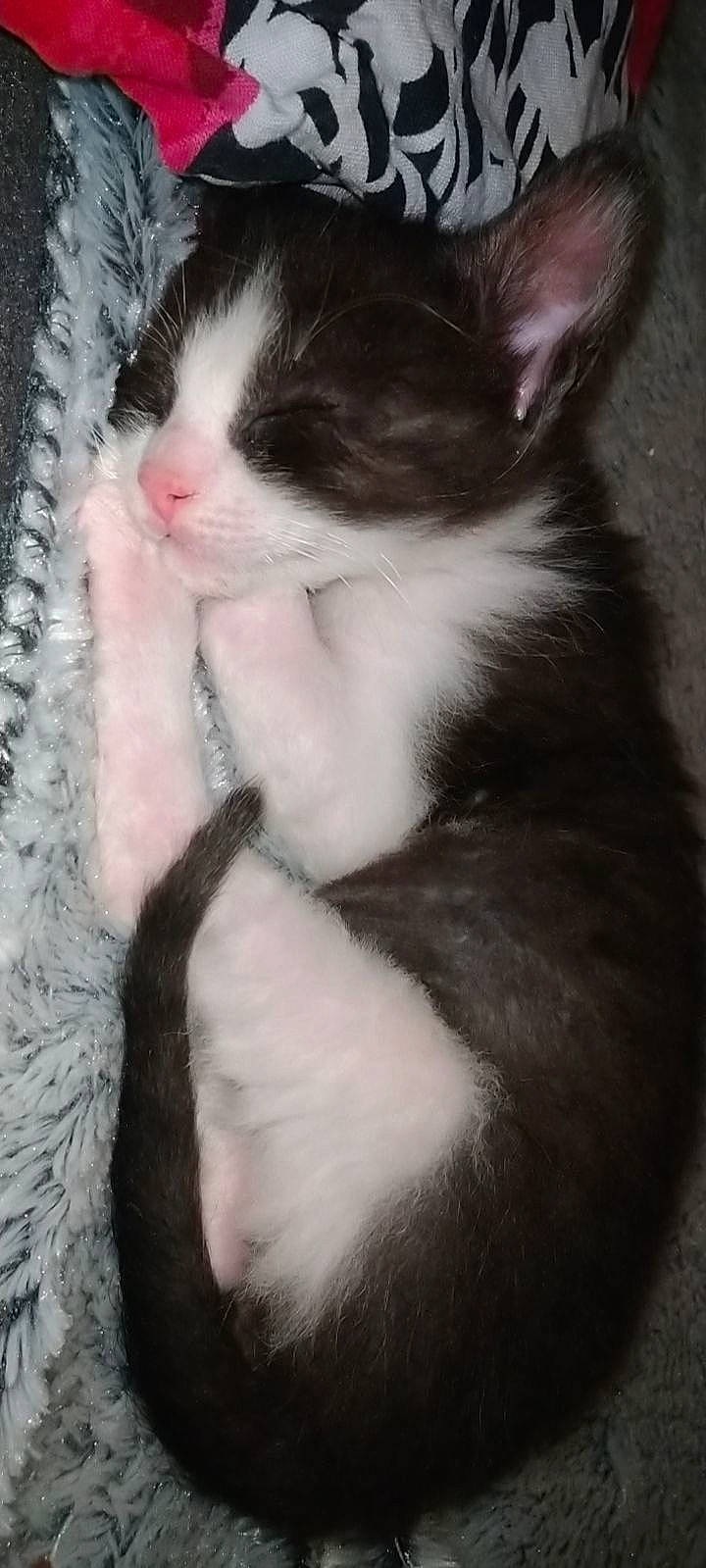 Poggy a rejoint le concours — aidez-le/la à gagner de superbes lots ! black_and_white, carnivore, cat, claw, felidae, fur, kitten, mammal, norwegian_forest_cat, paw, polydactyl_cat, skin, small_to_medium_sized_cats, snout, tail, vertebrate, whiskers