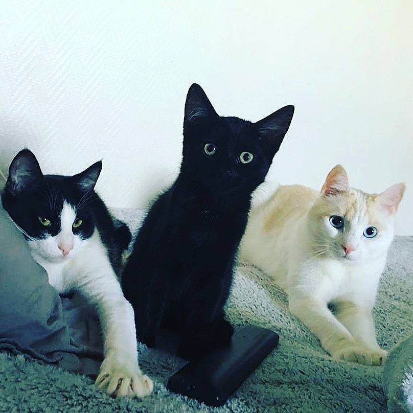 Poggy a rejoint le concours — aidez-le/la à gagner de superbes lots ! aegean_cat, american_wirehair, asian, black_and_white, black_cat, carnivore, cat, domestic_short_haired_cat, european_shorthair, felidae, german_rex, japanese_bobtail, kitten, mammal, polydactyl_cat, small_to_medium_sized_cats, tail, turkish_angora, vertebrate, whiskers