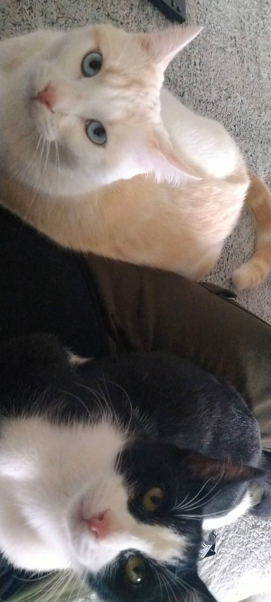 Poggy a rejoint le concours — aidez-le/la à gagner de superbes lots ! carnivore, cat, ear, felidae, fur, kitten, nose, small_to_medium_sized_cats, snout, tail, whiskers