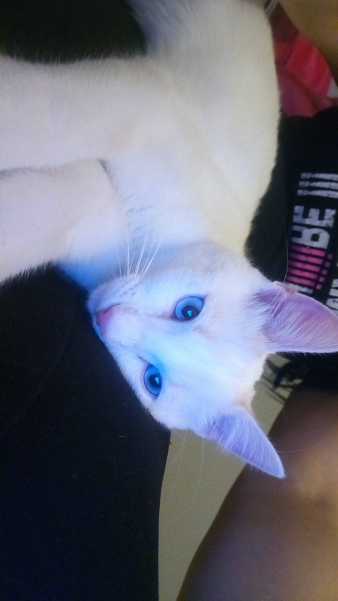 O'Brien participe au concours pour gagner de l'argent avec cette photo : carnivore, cat, colorpoint_shorthair, ear, fawn, felidae, fur, khao_manee, kitten, ojos_azules, persian, ragdoll, small_to_medium_sized_cats, tail, turkish_angora, turkish_van, whiskers