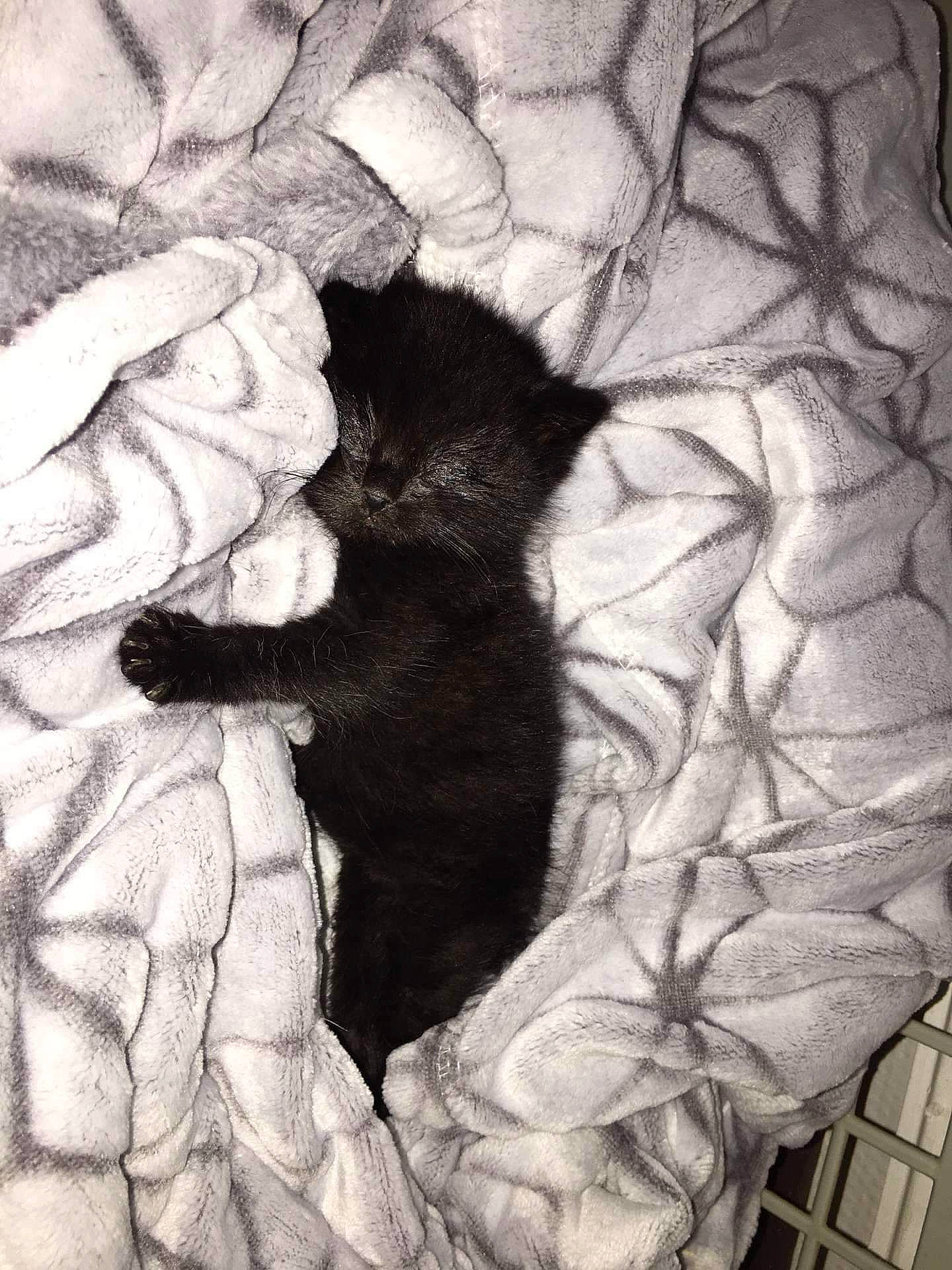 Tayler participe au concours pour gagner de l'argent avec cette photo : black_and_white, black_cat, cat, felidae, gesture, hand, monochrome