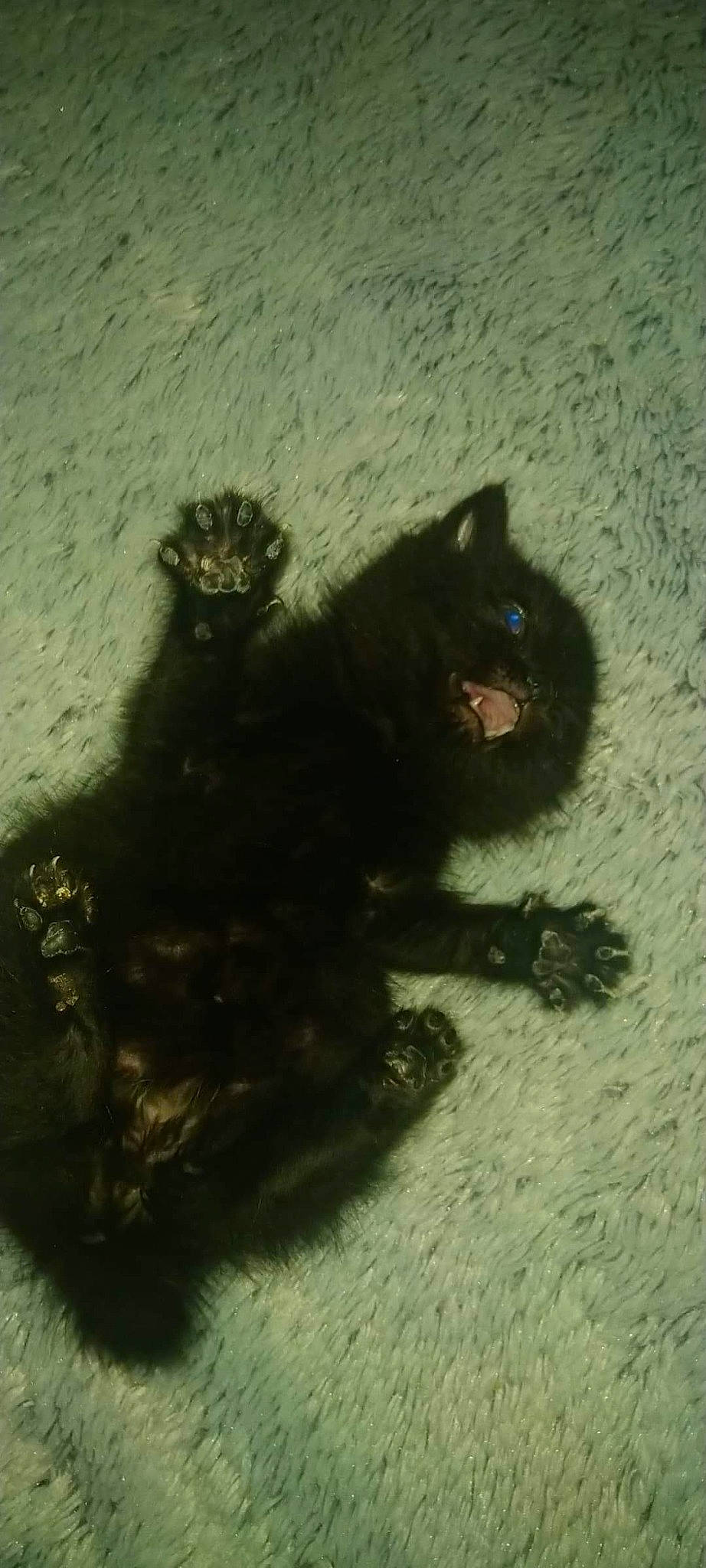 Tayler participe au concours pour gagner de l'argent avec cette photo : black_cat, bombay, carnivore, cat, felidae, shadow, small_to_medium_sized_cats