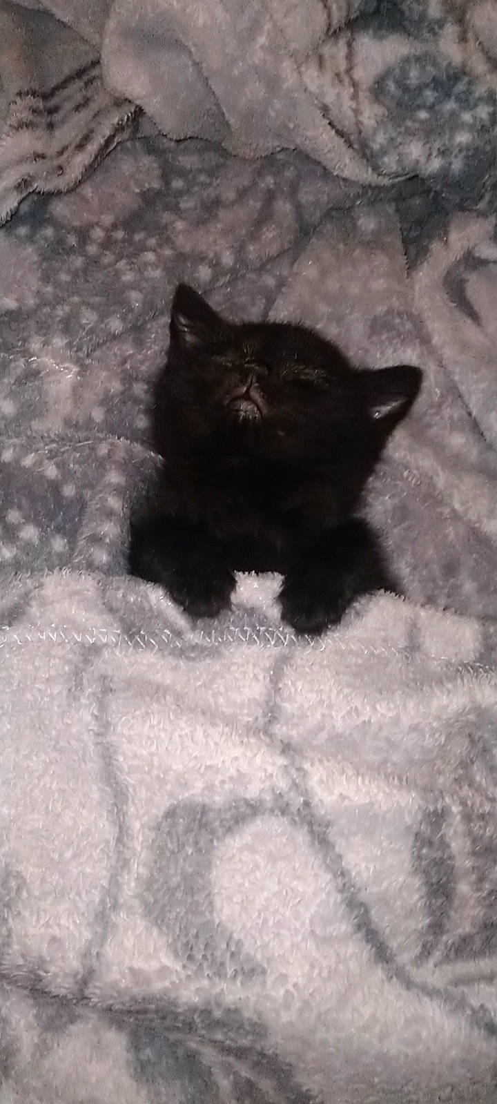 Tayler participe au concours pour gagner de l'argent avec cette photo : black, black_cat, british_shorthair, carnivore, cat, domestic_short_haired_cat, fawn, felidae, fur, kitten, polydactyl_cat, small_to_medium_sized_cats, snout, tail, whiskers