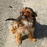 dog, puppy, small_dog, fluffy, long_hair, brown_fur, black_fur, white_chest, sitting, outdoor, concrete, pavement, sunlight, shadow, portrait, animal, pet, looking_up, open_mouth, scruffy