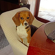 Maya participe au concours pour gagner de l'argent avec cette photo : beagle, dog, chair, table, remote_control, vase, dried_plants, wooden_floor, curtains, glass_door, indoor, pet, animal, furniture, home, natural_light, brown, white, black, cozy