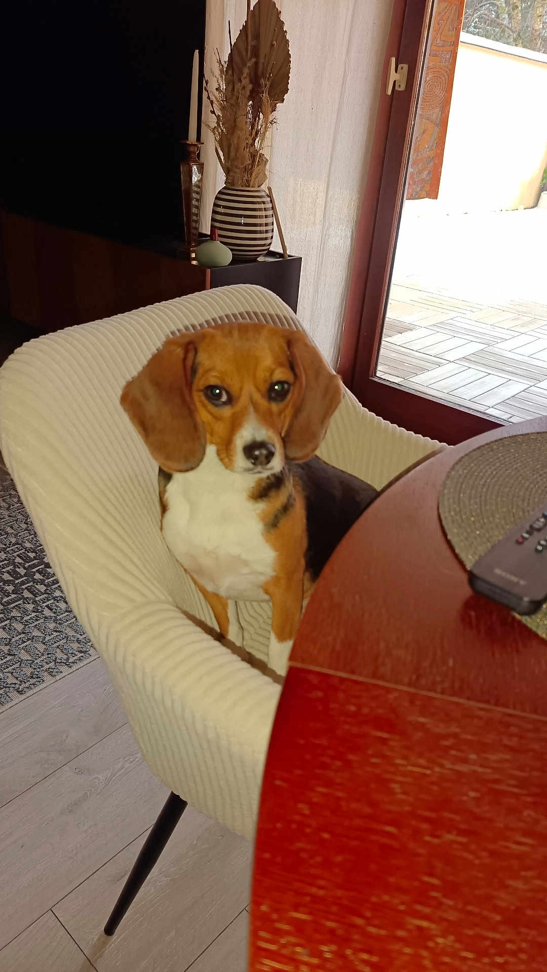 Maya participe au concours pour gagner de l'argent avec cette photo : beagle, dog, chair, table, remote_control, vase, dried_plants, wooden_floor, curtains, glass_door, indoor, pet, animal, furniture, home, natural_light, brown, white, black, cozy