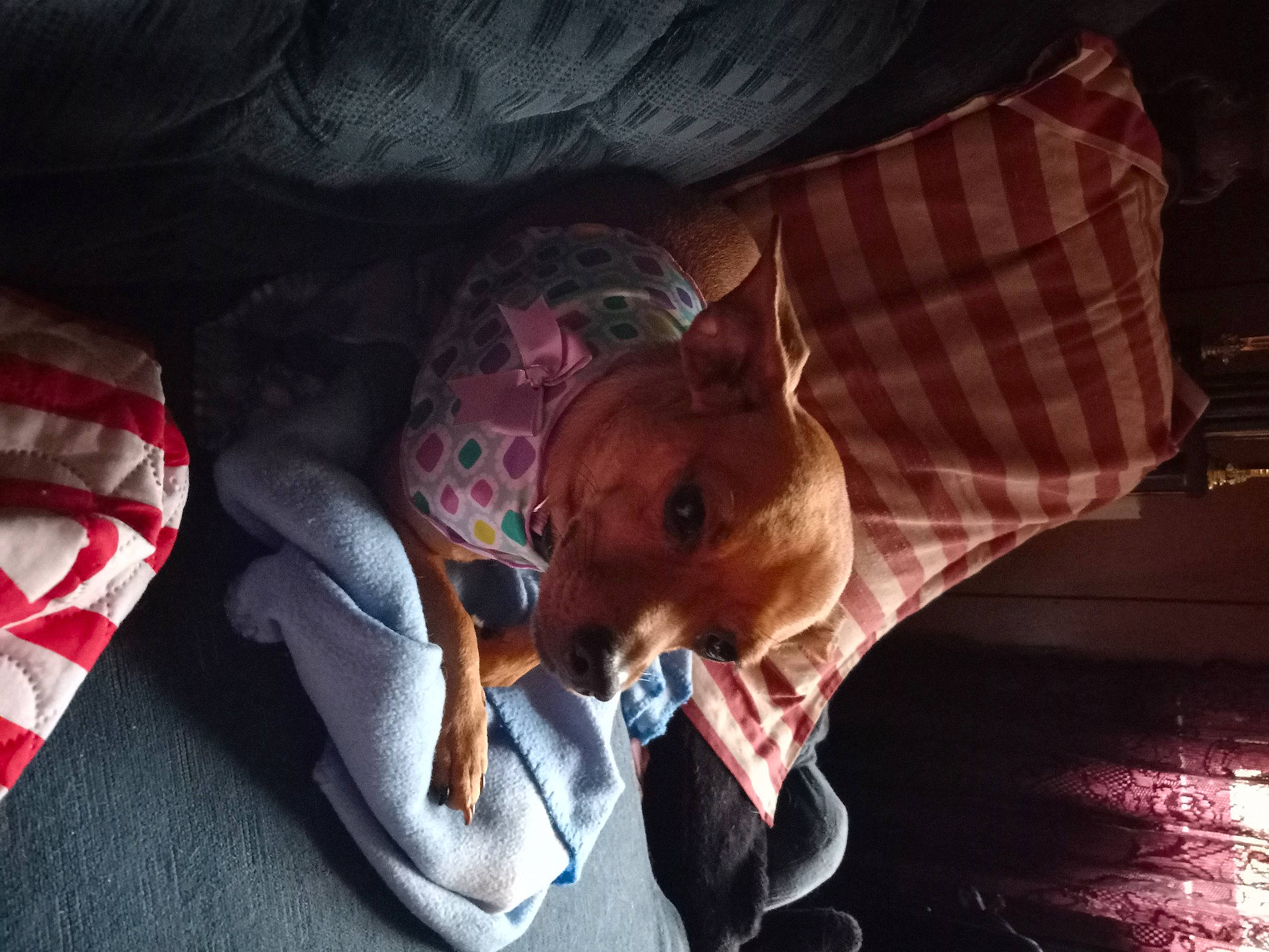 Sassy is registered to the contest to win money with this photo: canidae, carmine, carnivore, comfort, companion_dog, couch, dog, dog_breed, dog_supply, ear, fawn, fun, guard_dog, linens, pattern, pillow, sitting, snout, sporting_group, working_animal