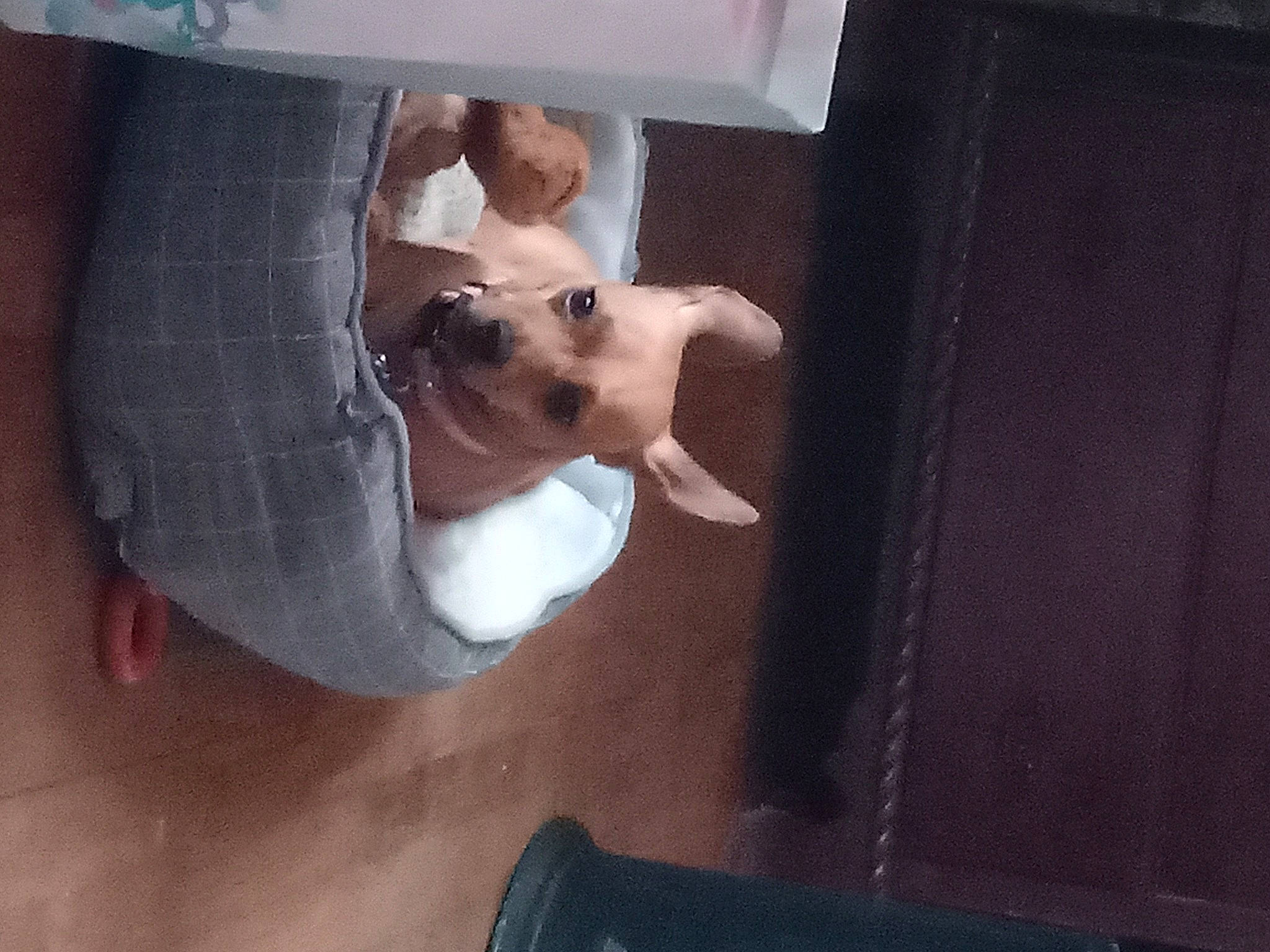 Sassy joined the competition — help win amazing prizes! abdomen, canidae, carnivore, chest, comfort, companion_dog, dog, dog_breed, elbow, fawn, fun, gesture, human_leg, knee, room, sporting_group, thigh, trunk, wood, wrist