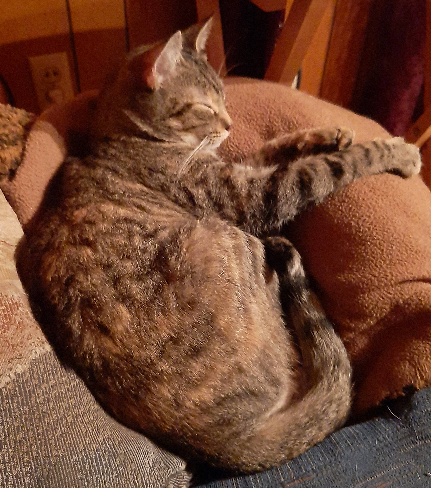 June is registered to the contest to win money with this photo: asian, carnivore, cat, cat_bed, comfort, domestic_short_haired_cat, dragon_li, european_shorthair, felidae, fur, german_rex, kitten, mammal, nap, small_to_medium_sized_cats, tabby_cat, whiskers