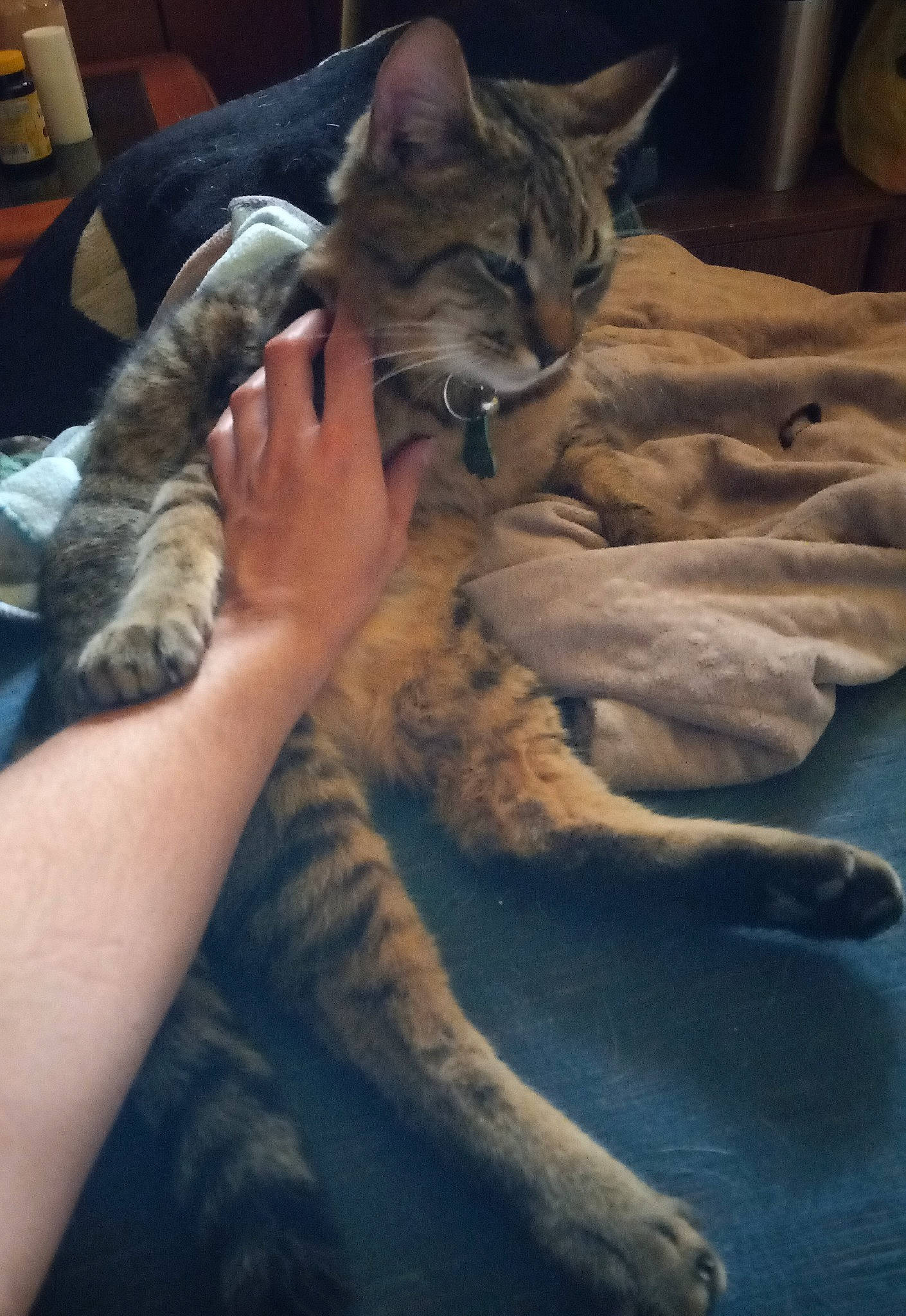 Poppy joined the competition — help win amazing prizes! bed, carnivore, cat, claw, comfort, domestic_short_haired_cat, fawn, felidae, fur, gesture, human_leg, lap, linens, nail, nap, paw, sitting, small_to_medium_sized_cats, tail, whiskers