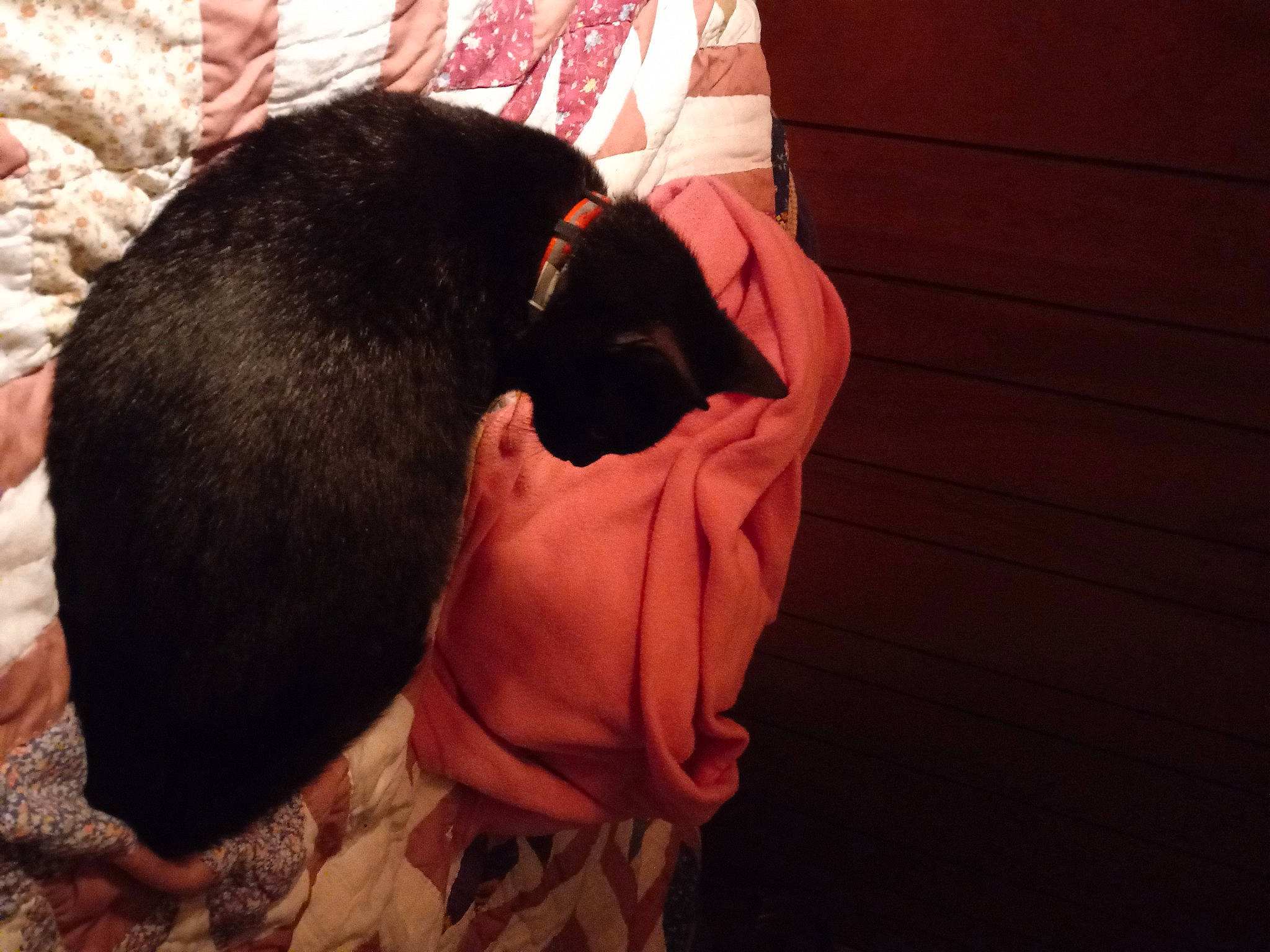 Piper joined the competition — help win amazing prizes! canidae, carmine, carnivore, comfort, companion_dog, dog_breed, ear, fawn, felidae, fur, gesture, linens, small_to_medium_sized_cats, snout, sporting_group, suit, tree, whiskers, wood, working_animal