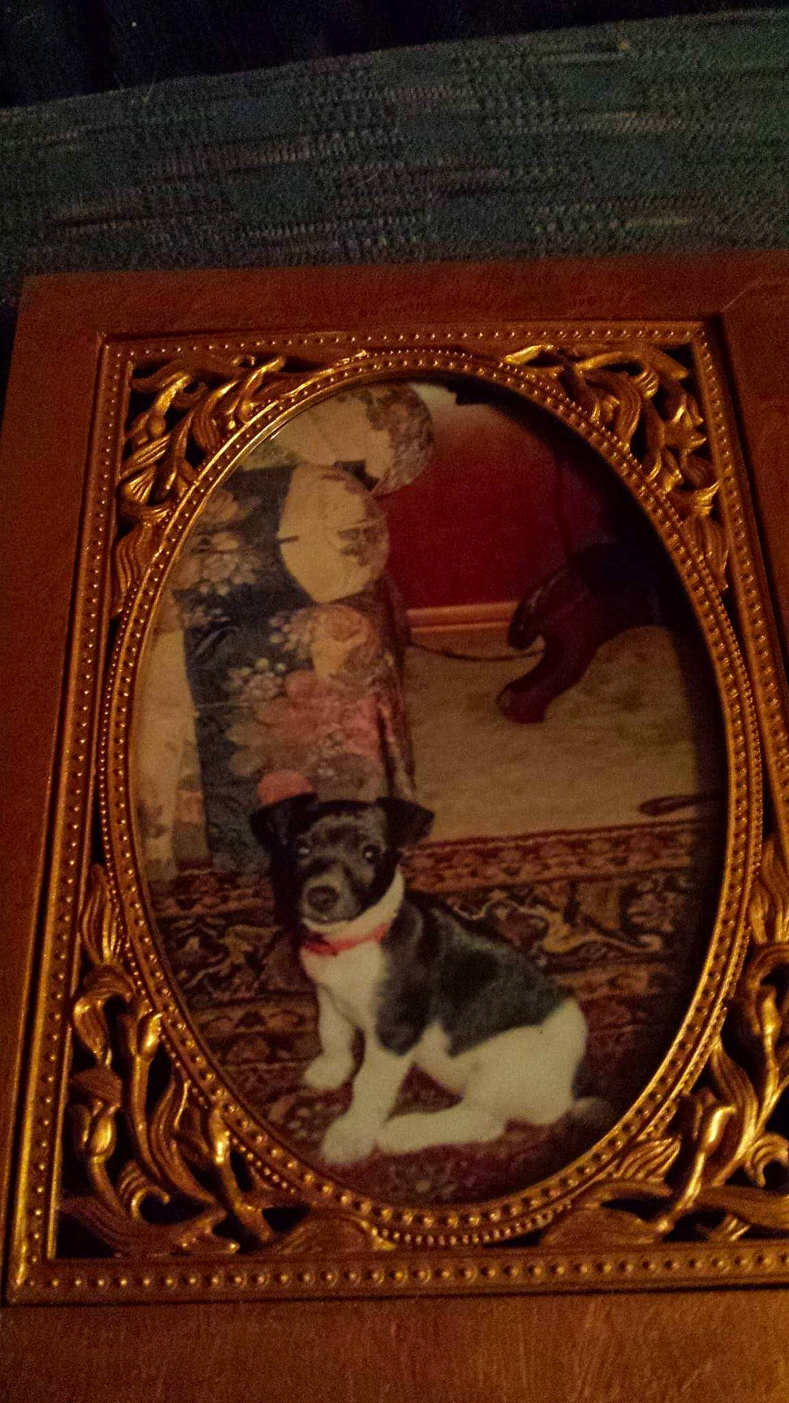 Holly is registered to the contest to win money with this photo: antique, boston_terrier, canidae, carnivore, dog, non_sporting_group, painting, picture_frame, sporting_group