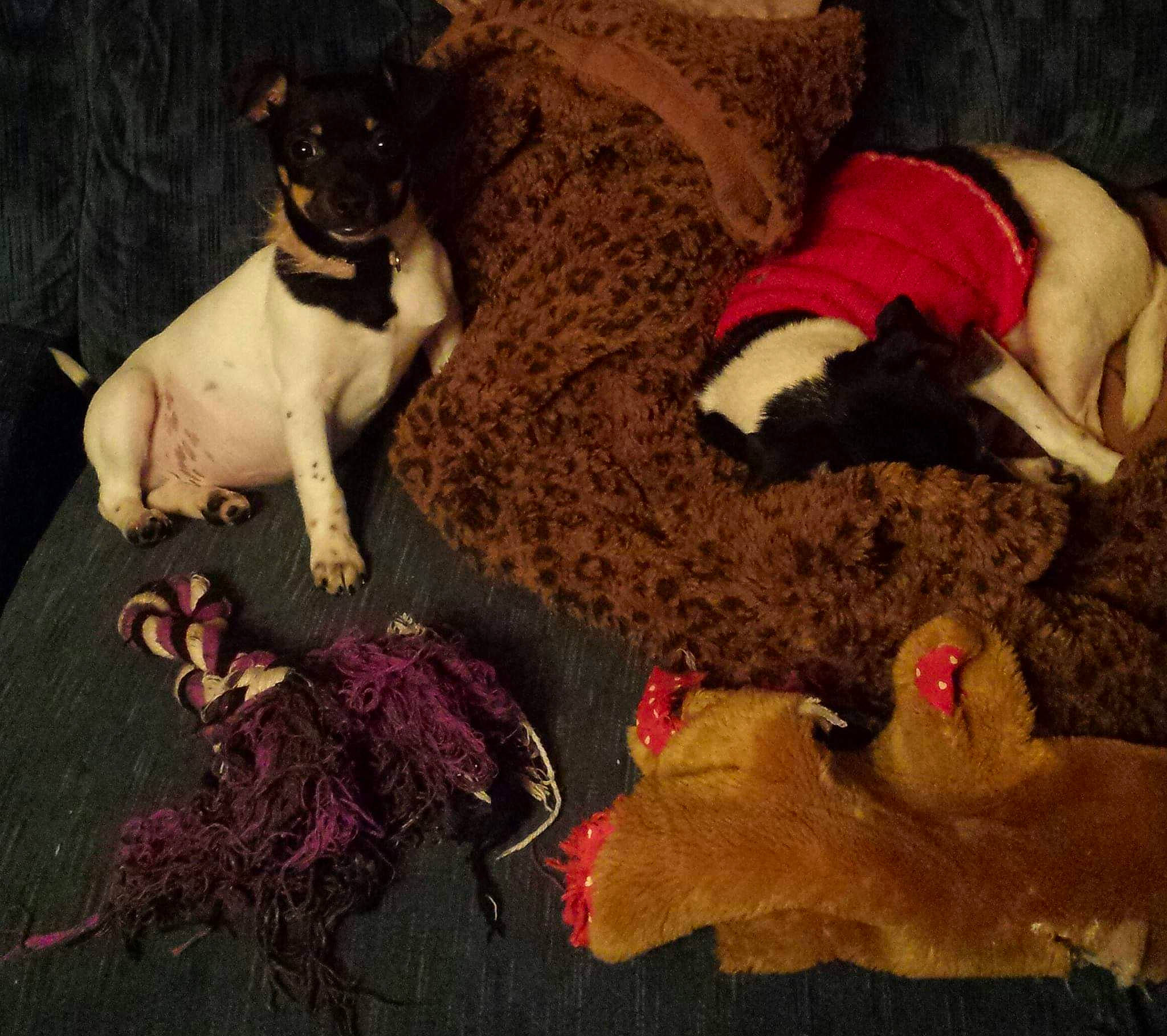 Holly is registered to the contest to win money with this photo: canidae, carnivore, companion_dog, danish_swedish_farmdog, dog, dog_breed, fawn, non_sporting_group, puppy, rat_terrier, sporting_group, tail, toy_fox_terrier, treeing_feist