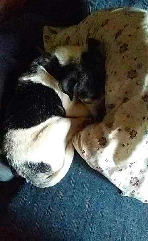 Holly joined the competition — help win amazing prizes! canidae, carnivore, dog, dog_breed, ear, fox_terrier, fur, nap, paw, puppy, sleep, sporting_group, tail