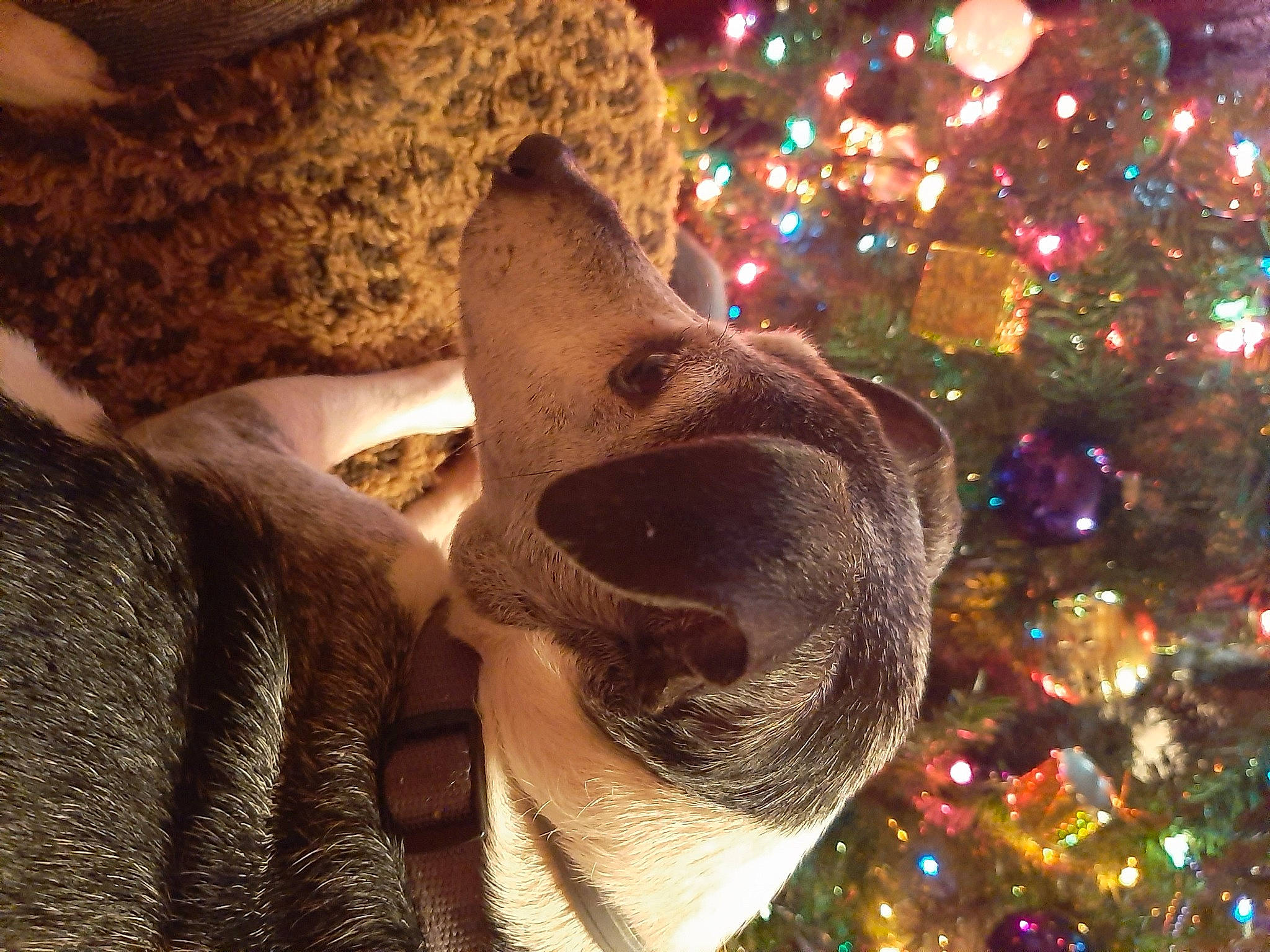 Holly joined the competition — help win amazing prizes! canidae, christmas, christmas_decoration, christmas_eve, christmas_lights, christmas_ornament, christmas_tree, companion_dog, dog, dog_breed, fawn, foot, holiday, holiday_ornament, liver, natural_material, ornament, snout, sporting_group, tongue