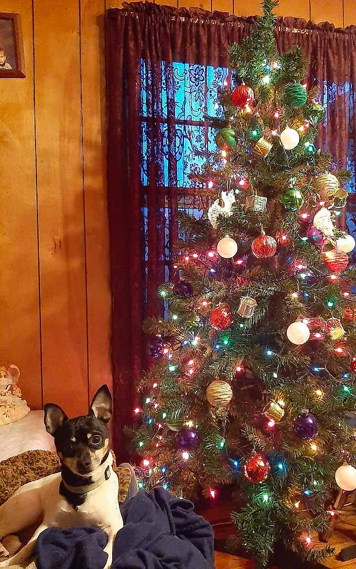 Harley is registered to the contest to win money with this photo: carnivore, christmas_decoration, christmas_ornament, christmas_tree, companion_dog, dog, dog_breed, door, evergreen, fawn, holiday, holiday_ornament, interior_design, light, ornament, plant, tints_and_shades, tree, white, wood